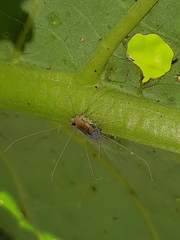 Ophiocordycipitaceae