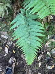 Microlepia strigosa