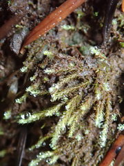 Philonotis capillaris