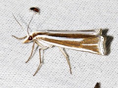 Ancylolomia prepiella
