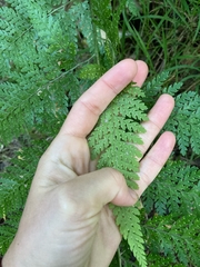 Microlepia strigosa