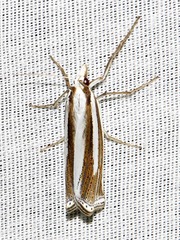 Ancylolomia prepiella
