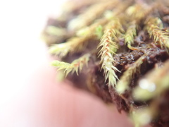 Philonotis capillaris