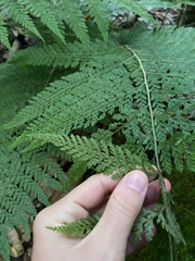 Microlepia strigosa
