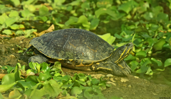 Trachemys venusta venusta