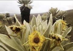 Espeletia pycnophylla