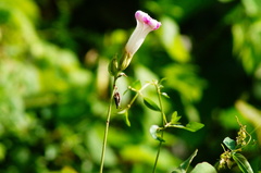 Ipomoea mairetii