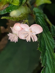 Begonia urticae