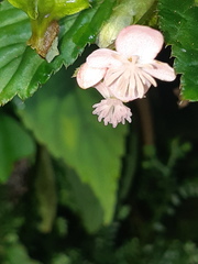 Begonia urticae