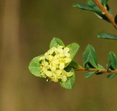 Pimelea flava flava
