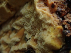 Phellinus chrysoloma