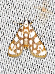 Obtusipalpis pardalis