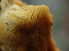 Phellinus chrysoloma