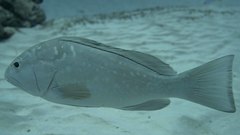 Epinephelus morio