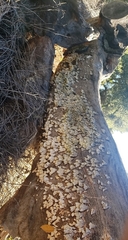 Schizophyllum commune