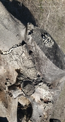 Schizophyllum commune