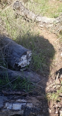 Schizophyllum commune