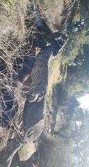 Schizophyllum commune