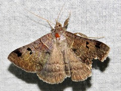 Mocis mutuaria