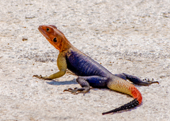 Namib Rock Agama - Photo (c) Luis Querido, some rights reserved (CC BY-NC), uploaded by Luis Querido