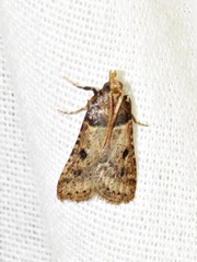 Loryma basalis