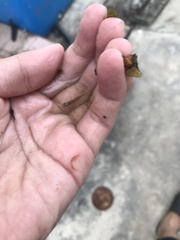 Aplocheilidae
