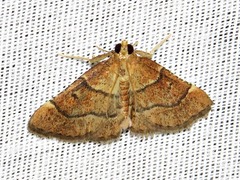 Stemmatophora depressalis