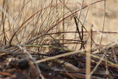 Song Sparrow photographed in Utah