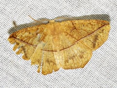 Psilocerea pulverosa