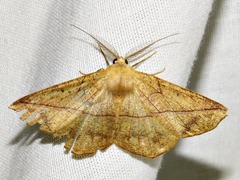 Psilocerea pulverosa