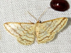 Heterostegane rectistriga