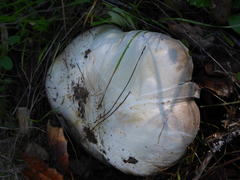 Agaricus cruciquercorum