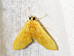 Archernis flavidalis
