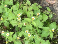 Galinsoga quadriradiata