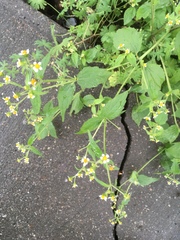 Galinsoga quadriradiata