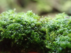 Riccardia chamedryfolia