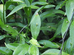 Ruscus hypophyllum