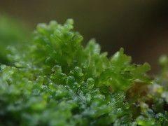 Riccardia chamedryfolia