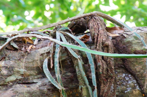 Selenicereus purpusii, photograph 6