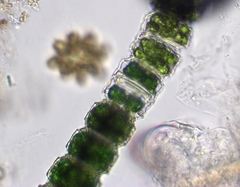 Desmidium