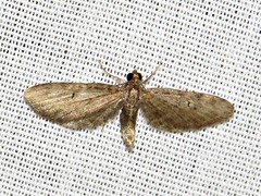 Eupithecia infelix