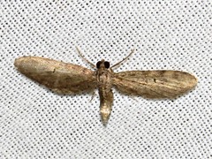 Eupithecia infelix