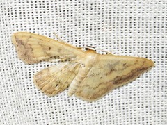 Scopula addictaria
