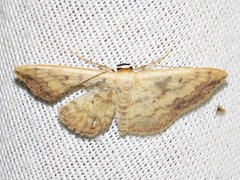 Scopula addictaria