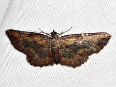 Horisme obscurata obscurata