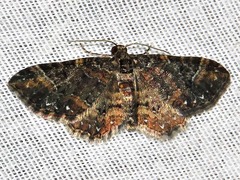 Melanthia ustiplaga