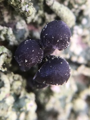 Mycena