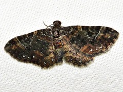 Melanthia ustiplaga