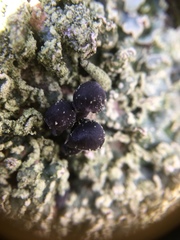 Mycena