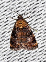 Acontiola hypoxantha